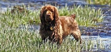 photo chien: Sussex Spaniel
